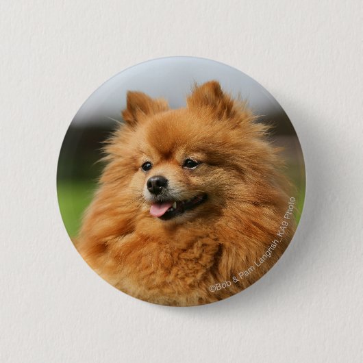 Badge Rond 5 Cm Observation de Pomeranian (Devant)