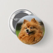 Badge Rond 5 Cm Observation de Pomeranian (Devant & derrière)