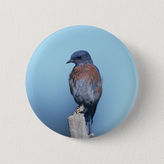 Badge Rond 5 Cm Oiseau bleu occidental (Devant)