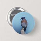 Badge Rond 5 Cm Oiseau bleu occidental (Devant & derrière)