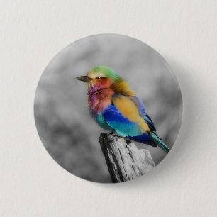 Badge Rond 5 Cm Oiseau d'arc-en-ciel