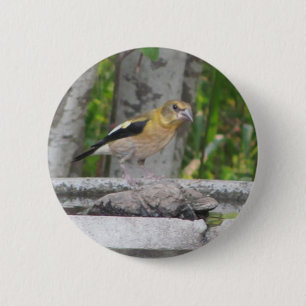 Badge Rond 5 Cm Oiseau en colère
