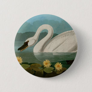Badge Rond 5 Cm Oiseaux communs de cygne d'Amérique Audubon