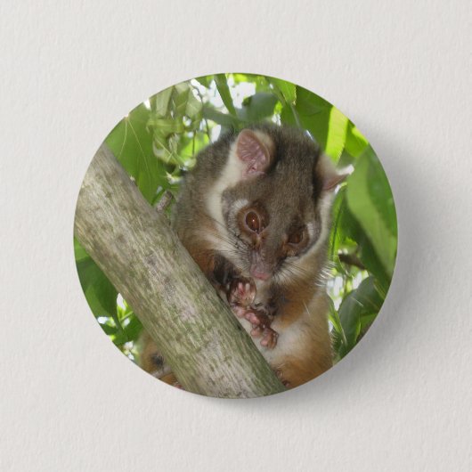 Badge Rond 5 Cm Opossum dans un arbre (Devant)