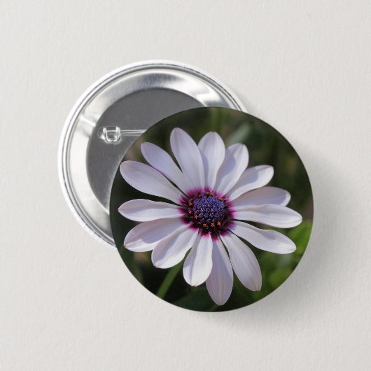 Badge Rond 5 Cm Osteospermum African Daisy (Devant & derrière)