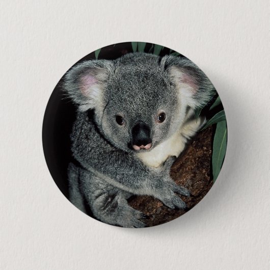 Badge Rond 5 Cm Ours de koala mignon (Devant)