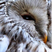 BADGE ROND 5 CM OWLS