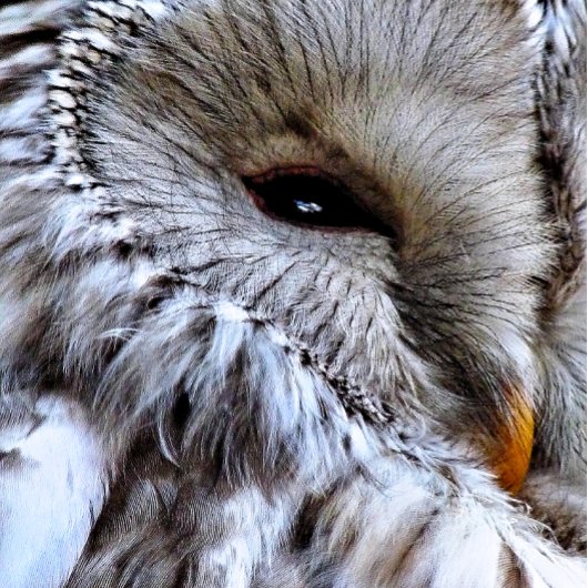 BADGE ROND 5 CM OWLS