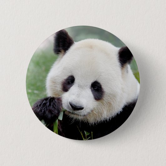Badge Rond 5 Cm Panda géant aux boutons. Panda. (Devant)