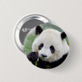Badge Rond 5 Cm Panda géant aux boutons. Panda. (Devant & derrière)
