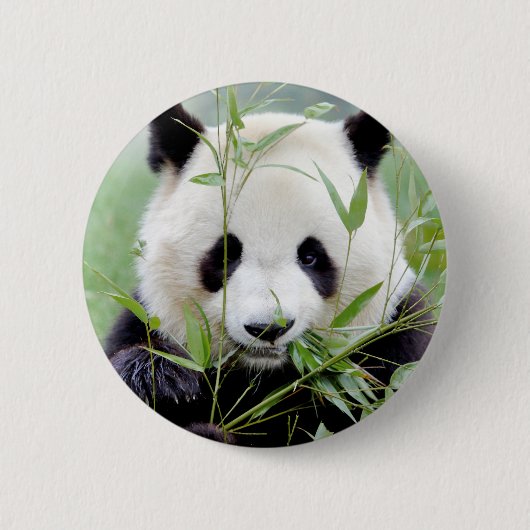 Badge Rond 5 Cm Panda géant aux boutons. Panda. (Devant)