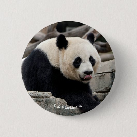 Badge Rond 5 Cm Panda géant sur des roches (Devant)