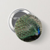 Badge Rond 5 Cm Paon (Devant & derrière)