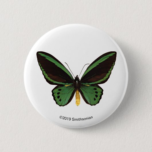 Badge Rond 5 Cm Papillon vert de Birdwing (Devant)