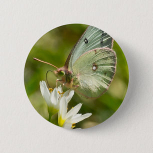 Badge Rond 5 Cm Papillon Vert sur Fausse Ail Parure et Cadeaux