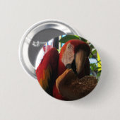 Badge Rond 5 Cm Parrot Macaw Scarlet Manger Toast (Devant & derrière)