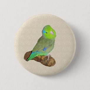 Badge Rond 5 Cm Parrotlet masculin vert