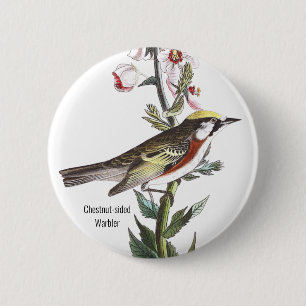 Badge Rond 5 Cm Paruline, Audubon, Accessoire d'Oiseau,