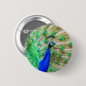Badge Rond 5 Cm Peacock Plumage (Devant & derrière)