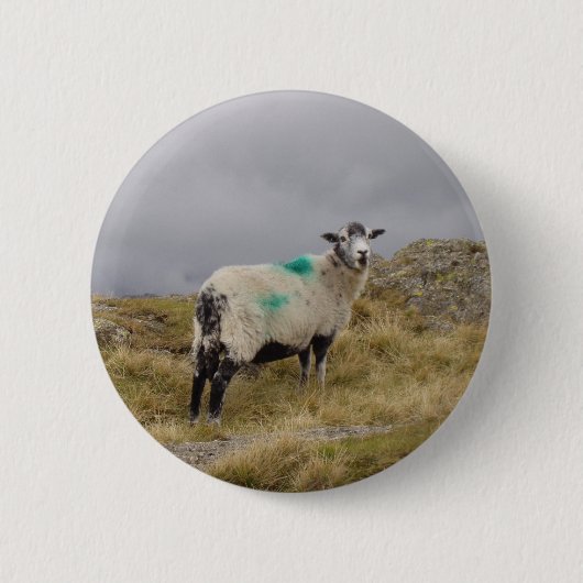 Badge Rond 5 Cm Pendk brebis (Devant)