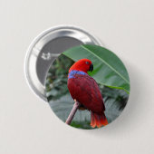 Badge Rond 5 Cm Perroquet rouge éclectique (Devant & derrière)