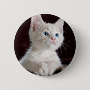 Badge Rond 5 Cm Petit chaton blanc