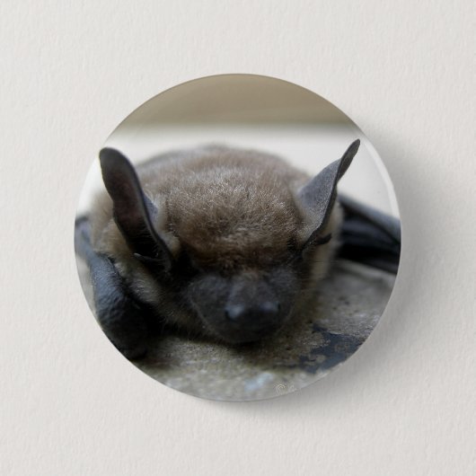 Badge Rond 5 Cm Petite chauve-souris brune (Myotis lucifugus) (Devant)