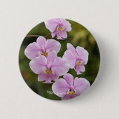 Badge Rond 5 Cm Phalaenopsis Schilleriana (Devant)