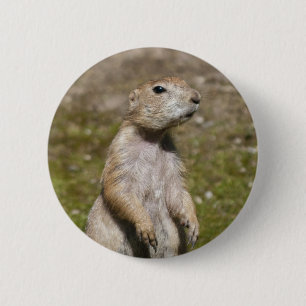 Badge Rond 5 Cm Photo de faune de chien de prairie à queue noire