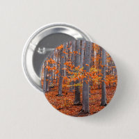 Photo de la forêt d'automne d'Orange Feuilles