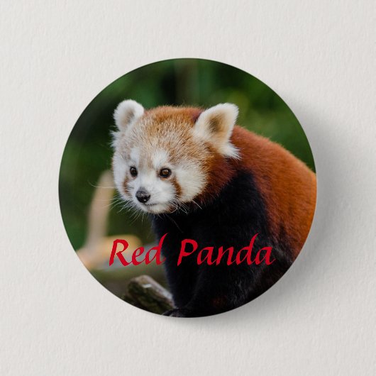 Badge Rond 5 Cm Photographie d'animal de Panda rouge (Devant)