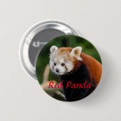 Badge Rond 5 Cm Photographie d'animal de Panda rouge (Devant & derrière)
