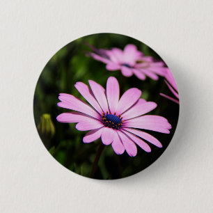 Badge Rond 5 Cm Photographie de Marguerite Africaine Violette