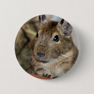 Badge Rond 5 Cm Photographie vigilante mignonne de Degu