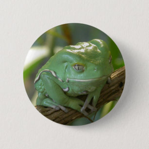 Badge Rond 5 Cm Phyllomedusa sauvagii