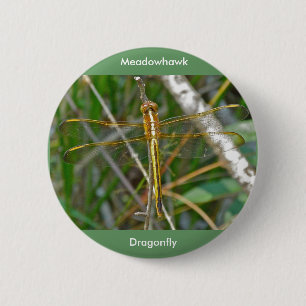 Badge Rond 5 Cm Pièces de libellules de Meadowhawk d'or (Sympetrum