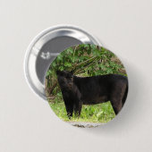 Badge Rond 5 Cm Pin arpentant de panthère (Devant & derrière)