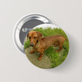 Badge Rond 5 Cm Pin de Daschund (Devant & derrière)