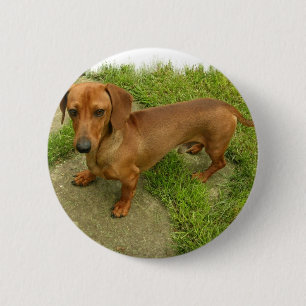 Badge Rond 5 Cm Pin de Daschund