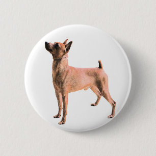 Badge Rond 5 Cm Pinscher miniature