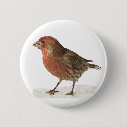 Badge Rond 5 Cm Pinson de Chambre (Devant)
