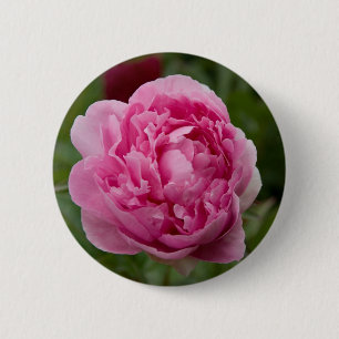 Badge Rond 5 Cm Pivoine rose Rosa Pfingstrose