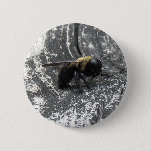 Badge Rond 5 Cm Pludrops (Devant)