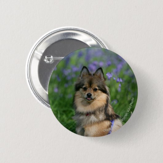 Badge Rond 5 Cm Pomeranian dans l'herbe (Devant & derrière)