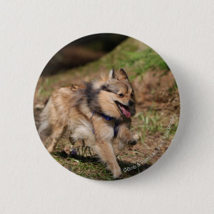 Badge Rond 5 Cm Pomeranian fonctionnant avec le harnais dessus