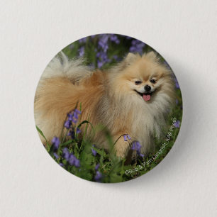 Badge Rond 5 Cm Pomeranian regardant l'appareil-photo dans les