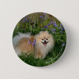 Badge Rond 5 Cm Pomeranian se tenant regardant l'appareil-photo