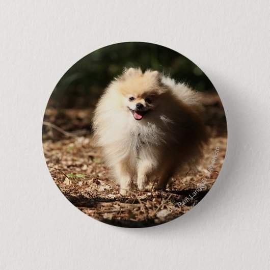 Badge Rond 5 Cm Pomeranian trottant dans le feuille tombé (Devant)
