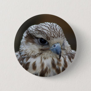 Badge Rond 5 Cm Portrait de Falco cherrug