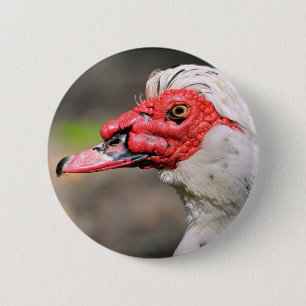 Badge Rond 5 Cm Portrait du canard musqué